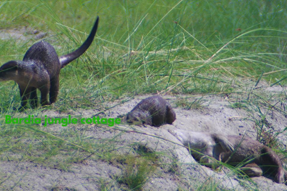 Otter In Bardia National Park Nepal Bardia Jungle Cottage