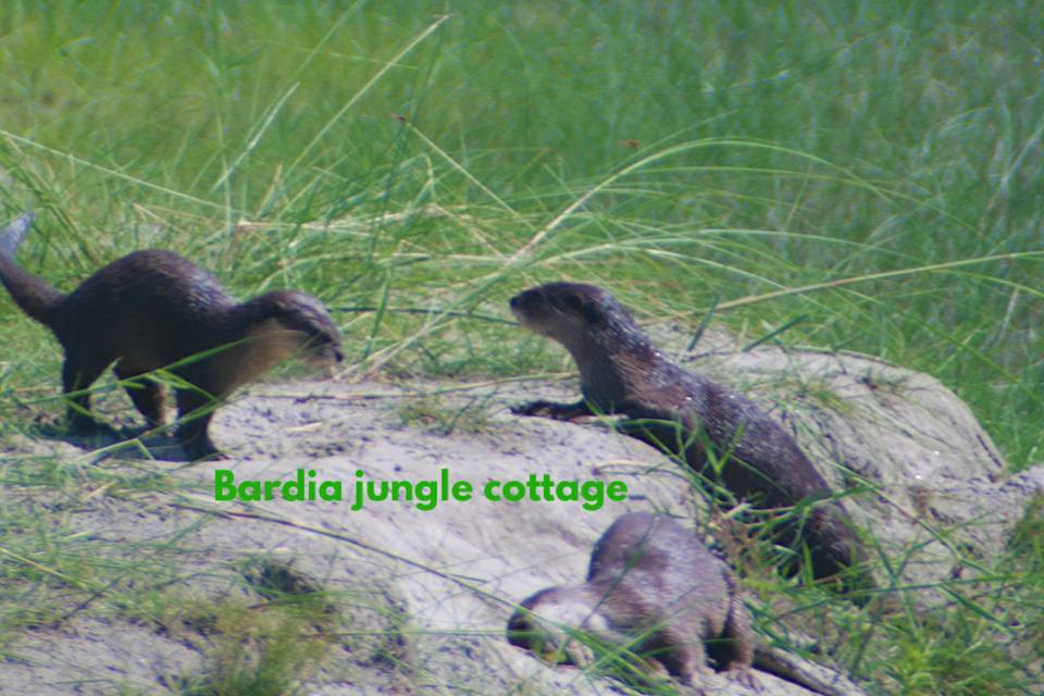 Why wildlife is important bardia jungle cottage